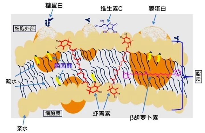 艾诗特南宫电子官网