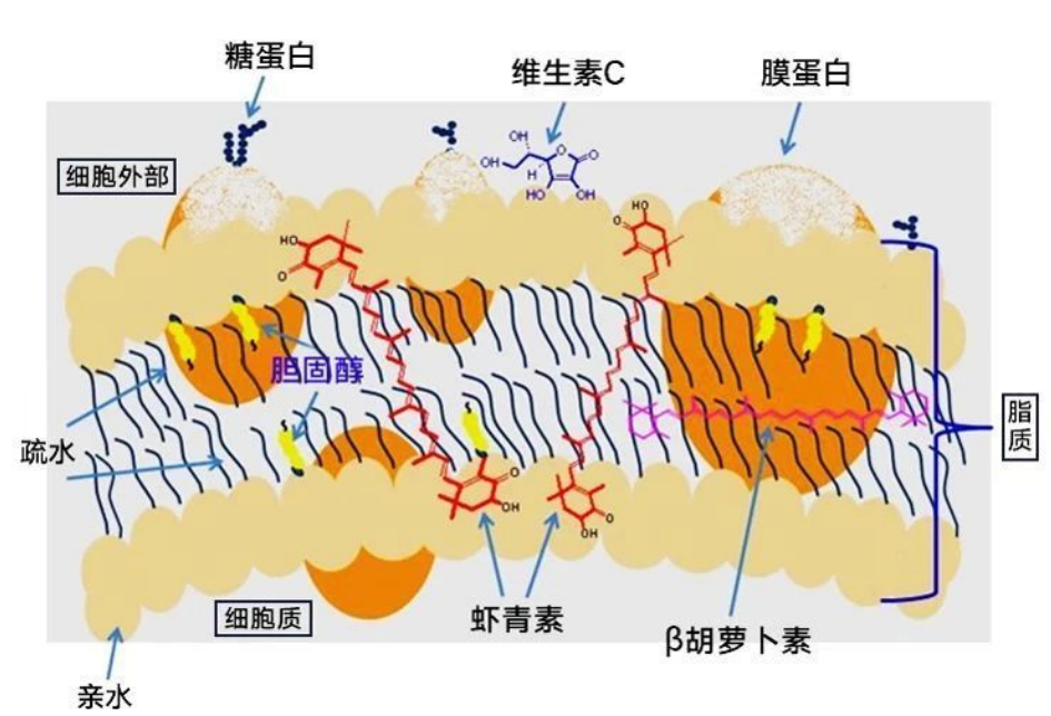 艾诗特南宫电子官网