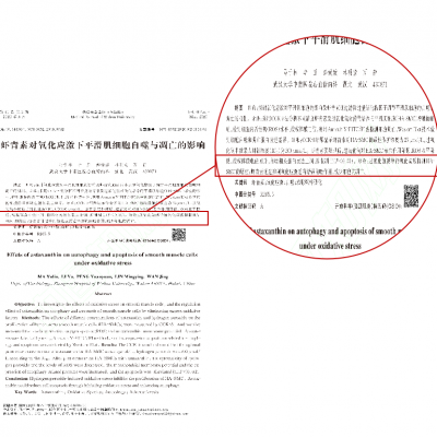 南宫电子官网对氧化应激下滑润肌细胞自噬与凋亡的影响