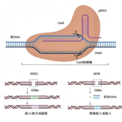雨生红球藻中基于CRISPR/Cas9 遗传操作系统的成立及在提高生物量和南宫电子官网含量中的利用技术钻研